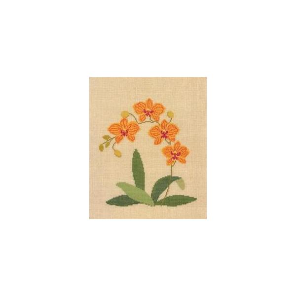 t NXXeb` hJLbg yPHALAENOPSIS HYBRID, ORCHID  zԂƎ؁@f}[N AイLbg