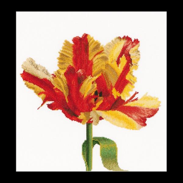 �e�A�@�O�[�x���k�[���@�h�J�L�b�g�i�A�C�[�_�j �yRed / Yellow Parrot tulip�z�����ҁ[�㋉�Ҍ��� �������񂹃L�b�g�i�[����30-90�����x�j