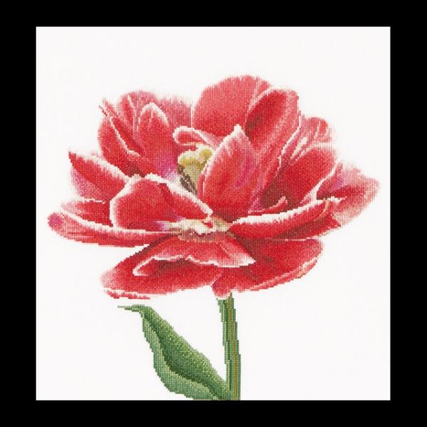 �e�A�@�O�[�x���k�[���@�h�J�L�b�g�i�A�C�[�_�j �yRed / White edged Early double tulip�z�����ҁ[�㋉�Ҍ��� �������񂹃L�b�g�i�[����30-90�����x�j