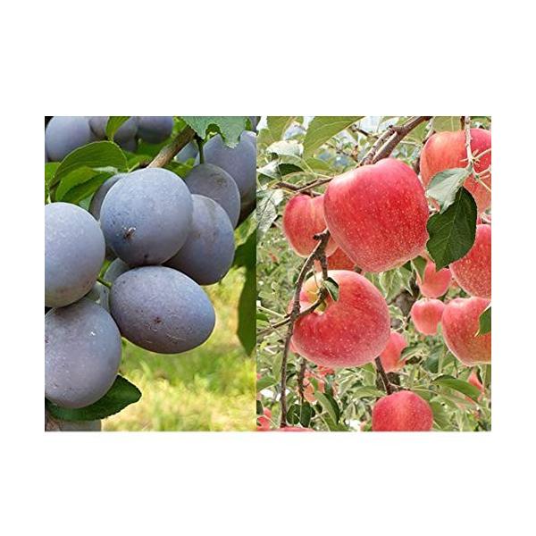 オギネアルム果菜 プルーン りんごジュース 無添加 おいしい メーカー在庫限り品 果汁 フルーツジュース