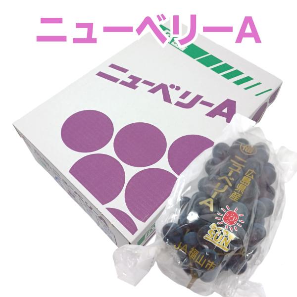 広島県産 ”ニューベリーA” 約2kg (4〜7房入) ぶどう 葡萄 ベリー   御中元 中元 贈答用 詰め合わせ お取り寄せ 中元ギフト 暑中お見舞い 人気 高級 上司 友人