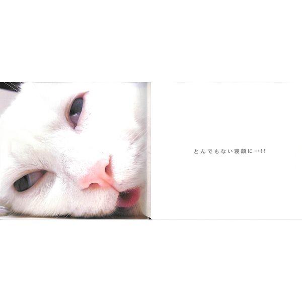 55 Off 日本一寝顔が酷い絶世の美猫 セツちゃん Buyee Buyee 日本の通販商品 オークションの代理入札 代理購入