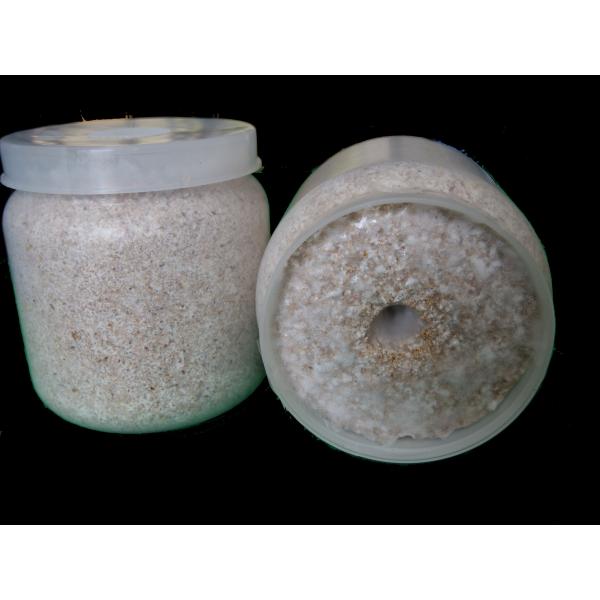 菌糸ボトル まとめ売り 特価！硬詰オオヒラタケ エノキ・クヌギ混合菌糸ボトル 菌糸ビン