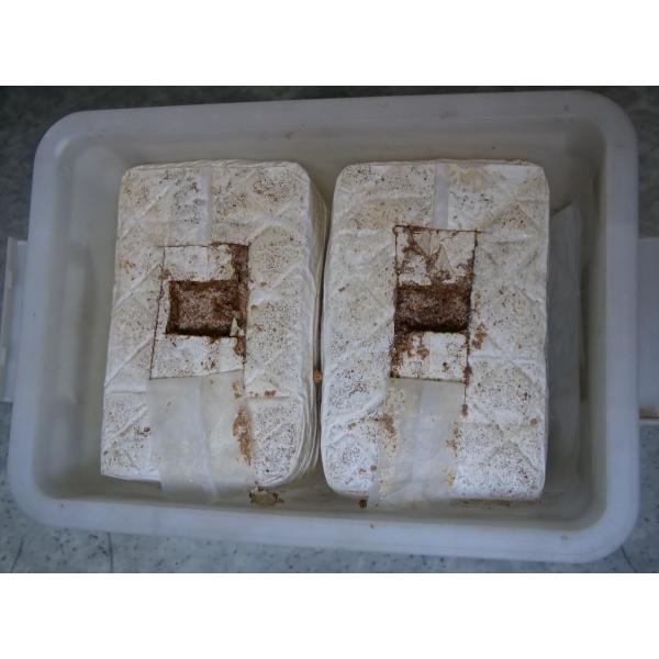 産卵及び幼虫飼育(ボトル詰替には向きません) カワラタケ菌糸 産卵及び幼虫飼育(ボトル詰替には向きません) カワラタケ菌糸