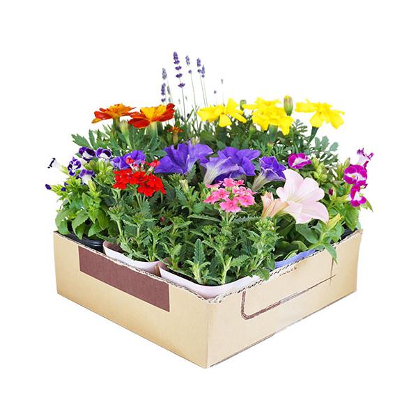 苗 セット 花苗の人気商品 通販 価格比較 価格 Com