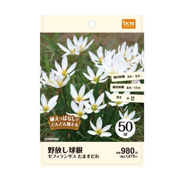 Dcmホールディングス 野放し球根ゼフィランサス たますだれ 50球 Dcmオンライン 通販 Paypayモール