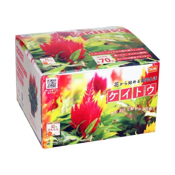 Dcmブランド 超簡単 栽培セット ケイトウ Dcmオンライン 通販 Yahoo ショッピング