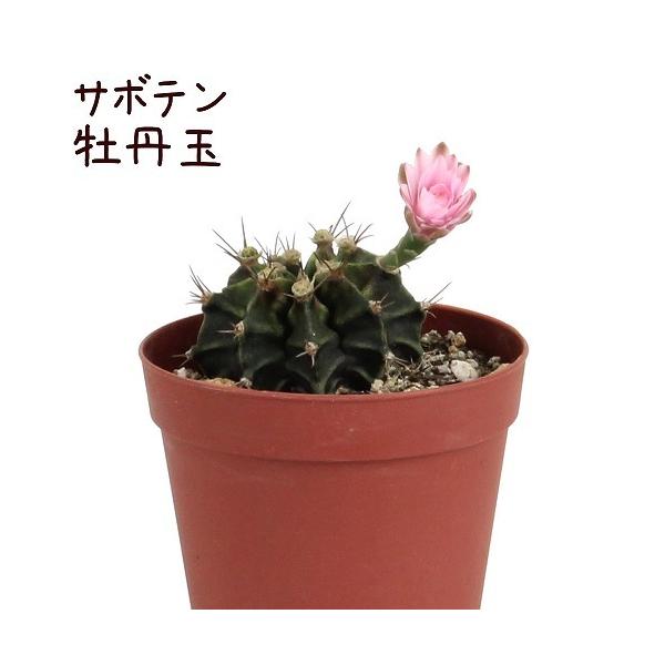 牡丹玉 - うに博士の ゆら～り サボテン研究室