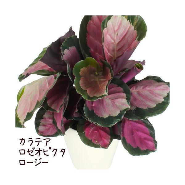 観葉植物カラテアの人気商品 通販 価格比較 価格 Com