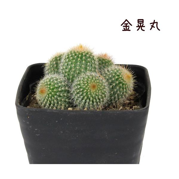 多肉植物 金晃丸 群生 3号 : DCMオンライン - 通販 - Yahoo 多肉植物 金晃丸 群生 3号 : DCMオンライン - 通販 - Yahoo