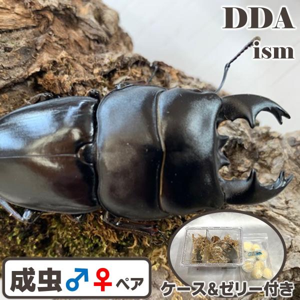 (産地:スマトラ　ベンクール産/アチェ産　天然個体) (種類（昆虫）:アルキデスヒラタ ♂♀成虫ペア ♀サイズフリー) (注意:※野外品の為、ダニ、キズ、多少の欠けはご了承ください 画像は同等のイメージとなります。) くわがた