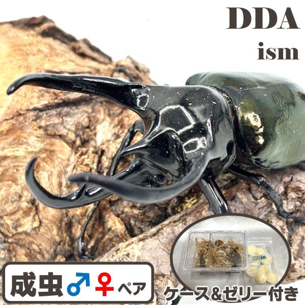 ベトナム便/天然個体／ タイリクコーカサスオオカブト WD ♂110mmUP