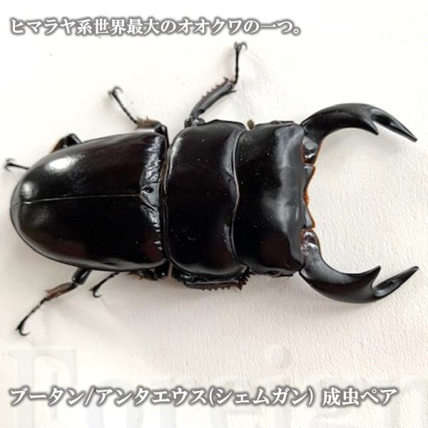 (産地:ブータン シェムガン CB) (種類（昆虫）:ブータンアンタエウス・オオクワガタ ♂♀成虫ペア ♀サイズフリー) (注意:画像は同等のイメージとなります。) くわがた