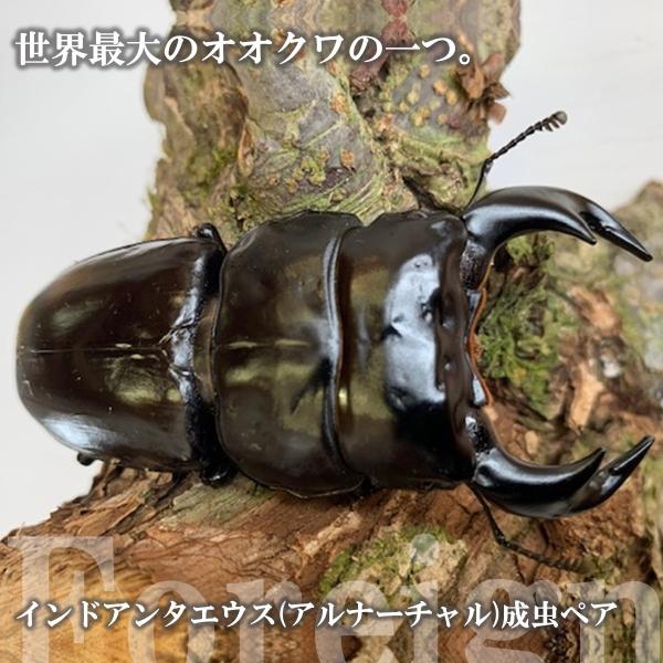 (産地:インド プラデーシュ州 アルナーチャル CB) (種類（昆虫）:インドアンタエウス・オオクワガタ♂♀成虫ペア ♀サイズフリー) (注意:画像は同等のイメージとなります。) くわがた