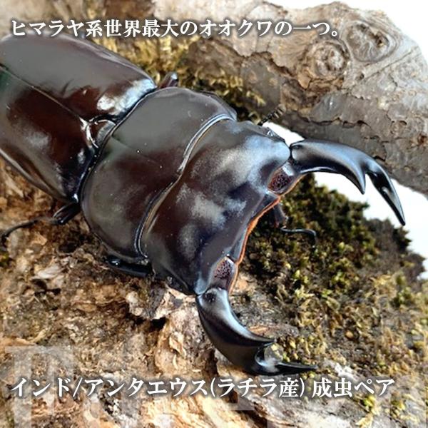 (産地:インド/ラチラ産 CB) (種類（昆虫）:インドアンタエウス・オオクワガタ♂♀成虫ペア ♀サイズフリー) (注意:画像は同等のイメージとなります。) くわがた