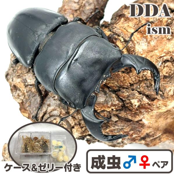 特大ダイオウヒラタクワガタペア標本 特大♂85mmペア)(everダイオウ90ライン) ダイオウヒラタ 成虫 ペア