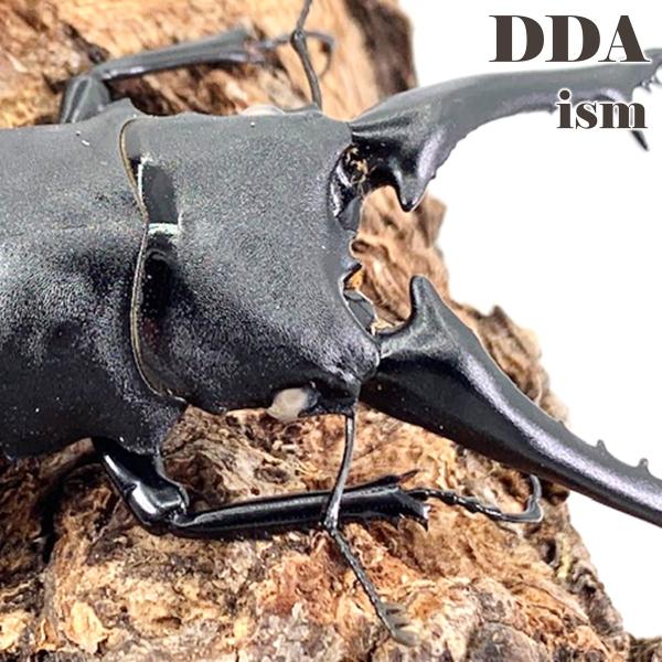 (産地:フローレス島 CB) (種類（昆虫）:ギラファノコギリWW 成虫♂♀ペア ♀サイズフリー) (注意:画像は同等のイメージとなります。) くわがた 大型 子供 こども 春休み 夏休み 冬休み 観察 飼育 プレゼント ギフト 誕生日 バ...