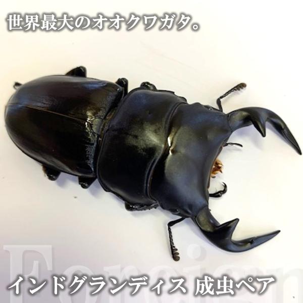 (産地:インド　マニプール州ラムカCB) (種類（昆虫）:インドグランディス・オオクワガタ 成虫♂♀ペア ♀サイズフリー) (注意:画像は同等のイメージとなります。) くわがた