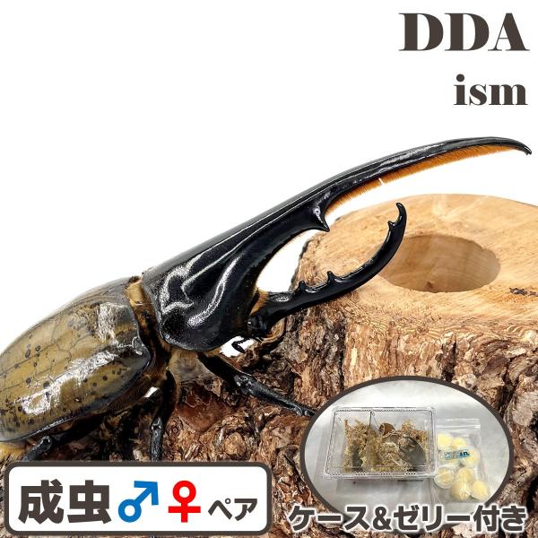 原画　ヘラクレスオオカブトムシ　A3サイズ ヘラクレスオオカブト 成虫 オス A級品 80〜89ミリ（ヘラクレス