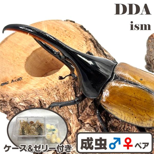 値下げ中ヘラクレスオオカブト　ペア　エクアトリアヌス ヘラクレス・エクアトリアヌス 煌血統 128mm B品ペア》inohiro109氏