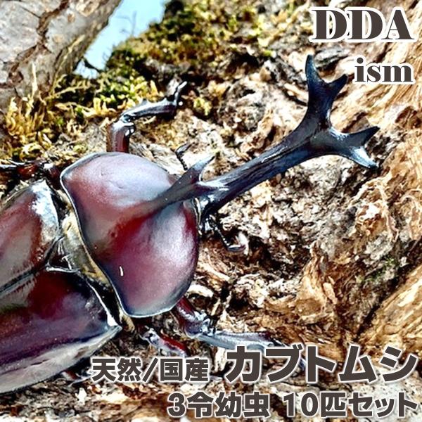 (産地:天然採集個体 岡山市産) (種類（昆虫）:国産カブトムシ3令幼虫) (注意:画像は同等のイメージとなります。) かぶとむし 飼育 観察 鑑賞 プレゼント用 自由研究