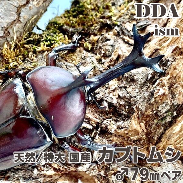 ddaism-yshopping_kabuto2207181851
