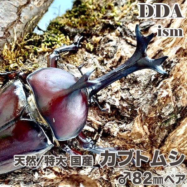天然/特大 国産 カブトムシ 成虫 ♂82mm ペア プレゼント付き dda 生体