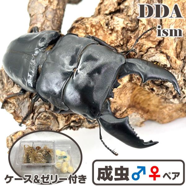 スマトラヒラタ最高峰 ギネス更新KDSライン110.3mm親♂108.0×♀55.0〜♂108.2mm-H37.1mm-B39.8mm　希少な110.3mm兄弟!2025年 6/28 羽化親♂104.4(KDSライン)×♀48.7(KDSラ...