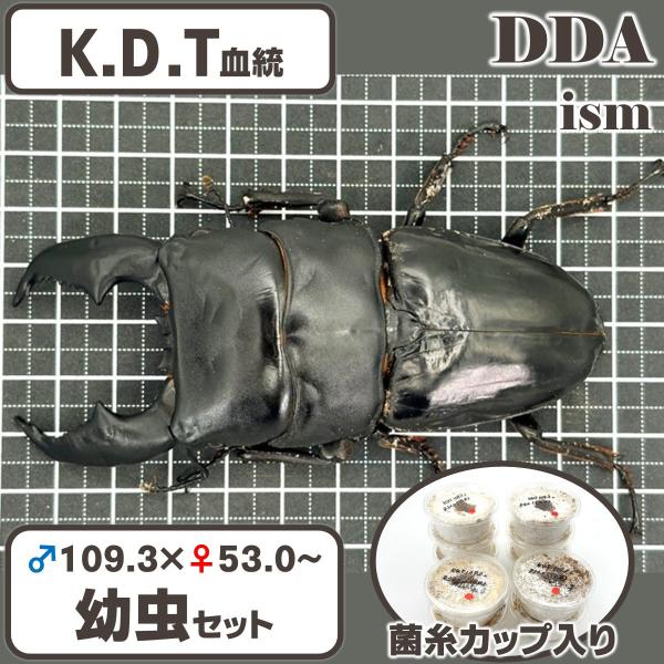 ＼シリアルカード付き KDTライン／ ♂109.3×♀53.0(kuni98Φ) 幼虫セット スマトラオオヒラタ dda プレミアム生体