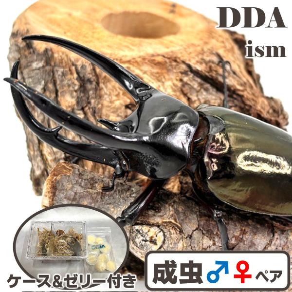 マレーシア便/天然個体／ マレーコーカサスオオカブト WD ♂85mmUP