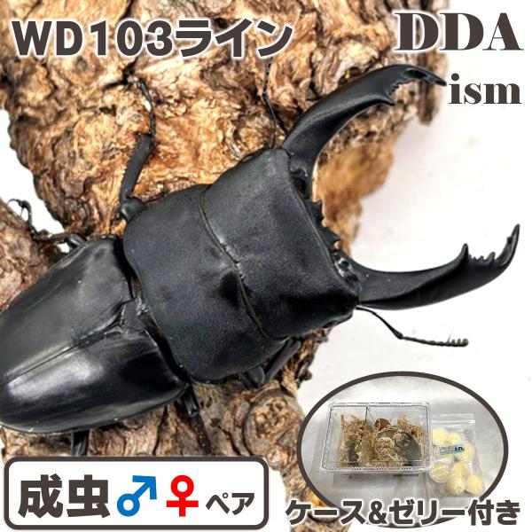 ＼シリアルカード付き キングテイオウ／ 即ブリWD103ライン キングテイオウ ♂103.9-33.6-34.8mm ♀46mm(108ライン) dda プレミアム生体