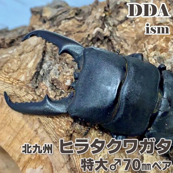 北九州 ヒラタクワガタ 成虫 特大♂70mm ペア プレゼント付き dda