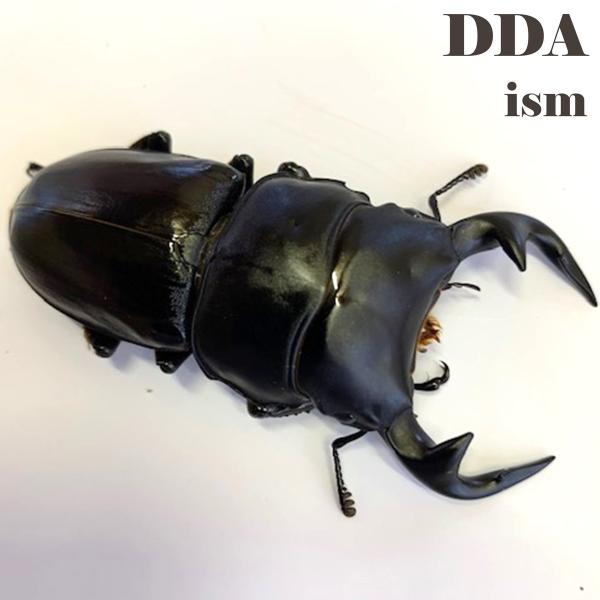 (産地:インド ミゾラム州サイチャル CB) (種類（昆虫）:インドグランディス・オオクワガタ 成虫♂♀ペア ♀サイズフリー) (注意:画像は同等のイメージとなります。) くわがた