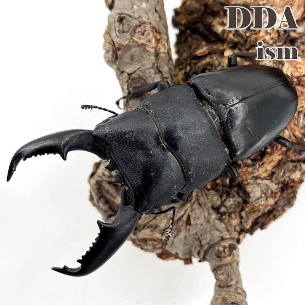 (産地:ミンダナオ島 マラグサン産 天然個体) (種類（昆虫）:ミンダナオヒラタ ♂♀成虫ペア ♀サイズフリー) (注意:画像は同等のイメージとなります。) くわがた