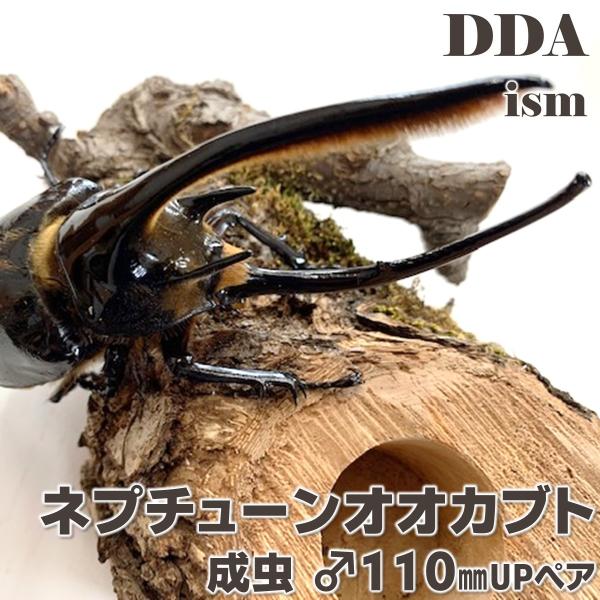 ネプチューンオオカブト 成虫 ♂110〜114mm ペア プレゼント付き dda カブトムシ 生体