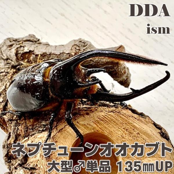 ネプチューンオオカブト標本 約15cm 木製フレーム ネプチューンオオカブト♂126mm ジオラマ標本 | オオクワ京都