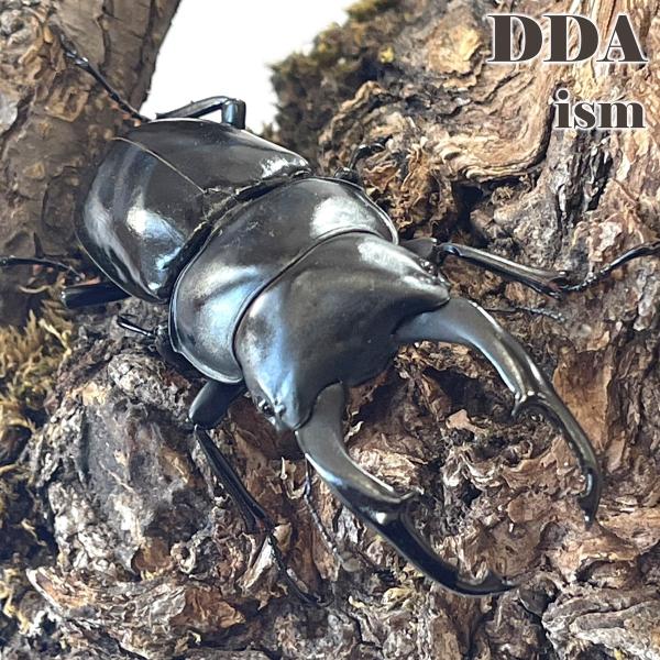 ネパールコクワ(ネパレンシス)/アルナーチャル産 成虫 ペア ♂60mmUP プレゼント付き dda クワガタ 生体 コクワガタ