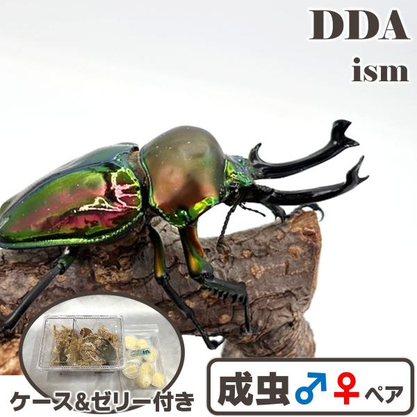ギネス70.1ライン／ 世界で最も美しいクワガタ ニジイロクワガタ 超