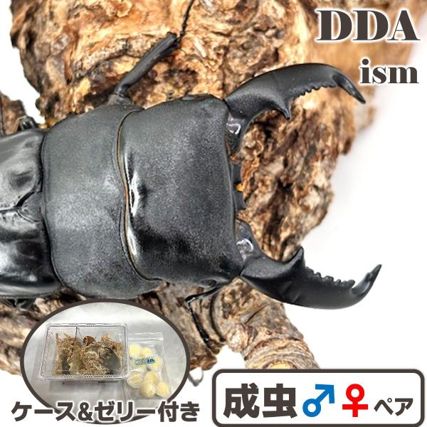 (産地:ボルネオ北部 サバ州 Mt.トゥルスマディ F-1) (種類（昆虫）:ボルネオヒラタ 成虫♂♀ペア ♀サイズフリー) (注意:画像は同等のイメージとなります。) くわがた