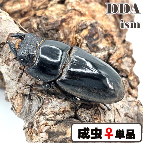 (産地:ブルックスポイント　CB) (種類（昆虫）:パラワンオオヒラタ 成虫♀単品) (注意:画像は同等のイメージとなります。) くわがた