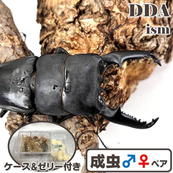 親♂:OAGARIパラワン114.1系 103.3×50.3〜♀:OAGARIパラワン114.1系 103.7×48.0〜サイズ極太♂106.9mm H34.1mm B35.0mm♂113.8兄弟　2025年 7/中旬 羽化♀48mm　20...