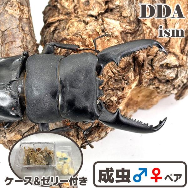 ニューウェーブ! パラワンヒラタ最高峰!OAGARIパラワン114.1ライン アベレージ109.5mm!!♂107.3mm H33.5mm B33.3mm2025年 9/上旬 羽化? 113.8兄弟OAGARIパラワン114.1系 103....