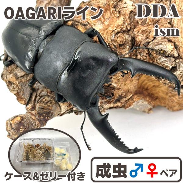 ddaism-yshopping_oagp2609221142