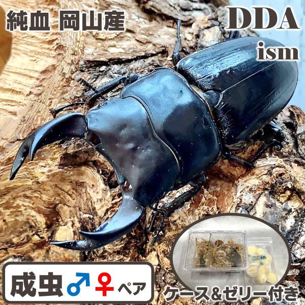(♂70〜74mm ペア) 純血 岡山産 オオクワガタ classics1997 成虫 プレゼント付き dda クワガタ 生体 国産