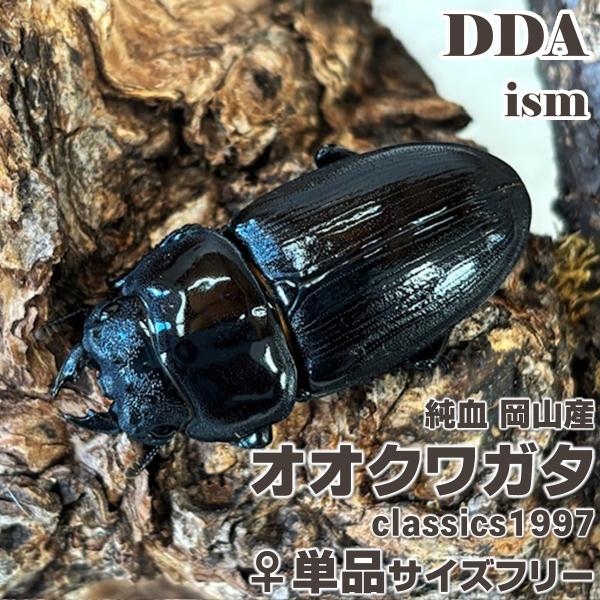 (産地:対馬/岡山県津山市産) (種類（昆虫）:オオクワガタ 成虫 ♀単品 サイズフリー) (注意:画像は同等のイメージとなります。) くわがた