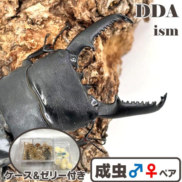 (産地:Mtマンタリガハン産 CB) (種類（昆虫）:パラワンオオヒラタ 成虫♂♀ペア ♀サイズフリー(大型♂には大型の♀が付きます)) (注意:画像は同等のイメージとなります。) くわがた