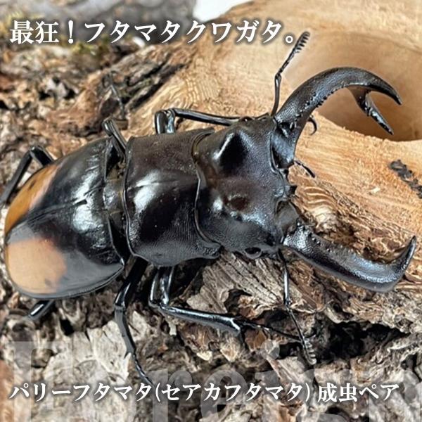 (産地:スマトラ　ベンクール産　天然個体) (種類（昆虫）:パリーフタマタ(セアカフタマタ) 成虫♂♀ペア ♀サイズフリー) (注意:画像は同等のイメージとなります。) くわがた