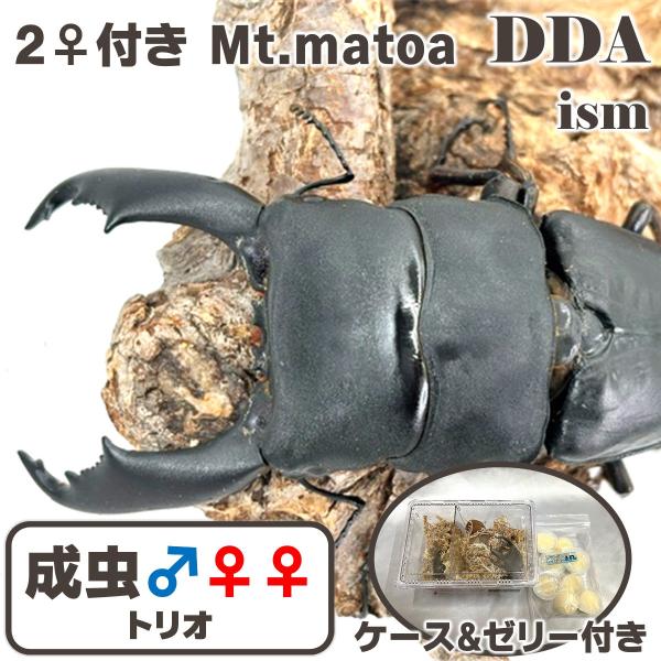 ddaism-yshopping_pe2609041711