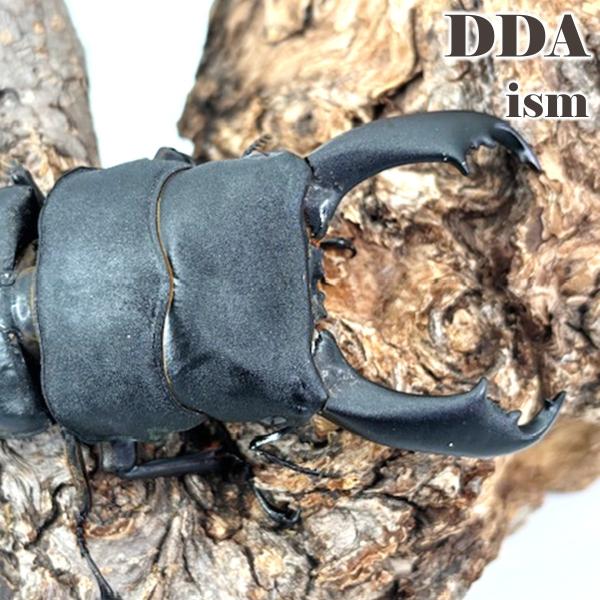 飼育品/次世代スーパースター 西ペレン オオヒラタ ♂95mmUP