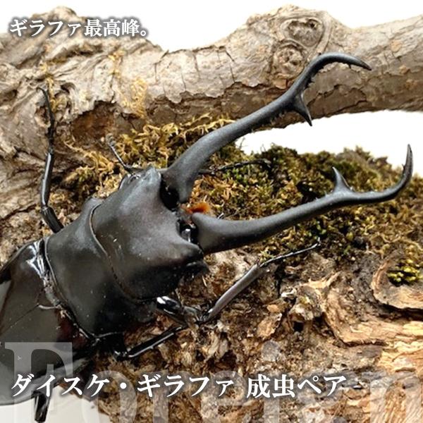 (産地:ネグロス島　CB) (種類（昆虫）:ダイスケ・ギラファ 成虫♂♀ペア ♀サイズフリー) (注意:画像は同等のイメージとなります。) くわがた 大型 子供 こども 春休み 夏休み 冬休み 観察 飼育 プレゼント ギフト 誕生日 バース...